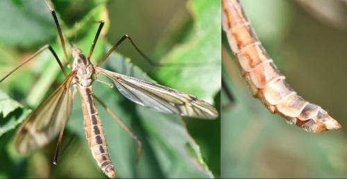 Réf. 323 553 : Tipula vernalis